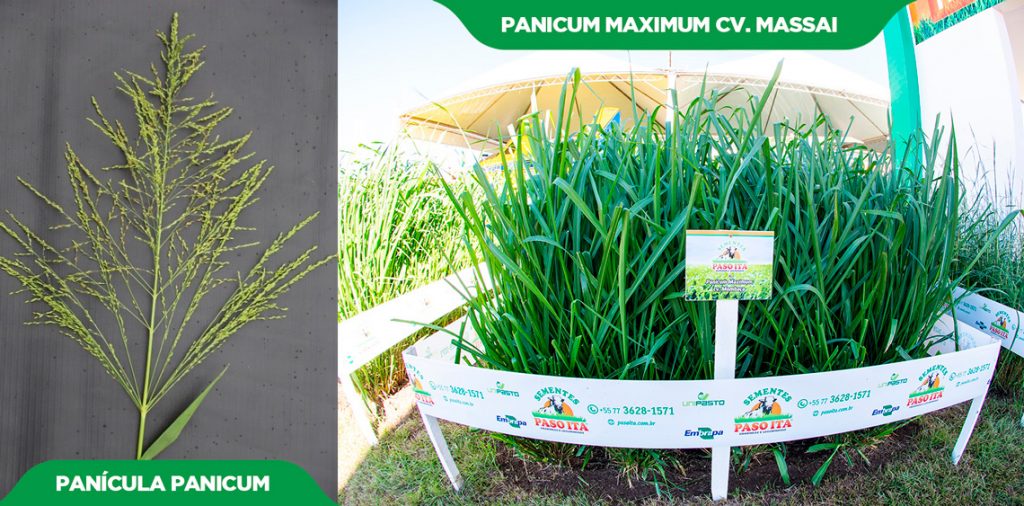 Diferenças Entre Brachiaria E Panicum Maximum